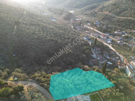 Kumla Konak Emlak;tan Satılık Zeytinlik