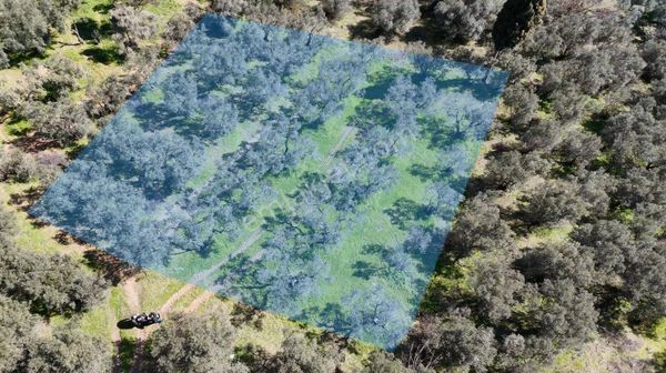 Kumla Konak Emlak;tan Satılık Zeytinlik