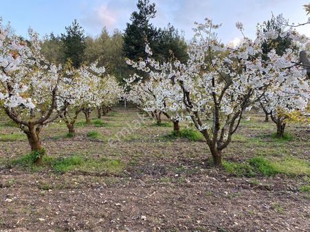 Turgutlu Güney Mah Köy İci 8700 M2 Meyve Bahcesi