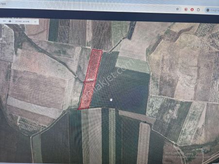 Salihli Satılık Zeytinlik