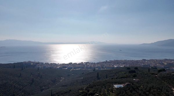 Kumla Konak Emlak;tan Satılık Zeytinlik