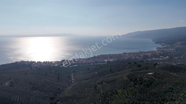 Kumla Konak Emlak;tan Satılık Zeytinlik