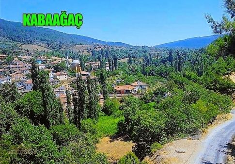 Arazi Uzmanından Verimli Zeytin Ağaçlarıyla Dolu Yatırım