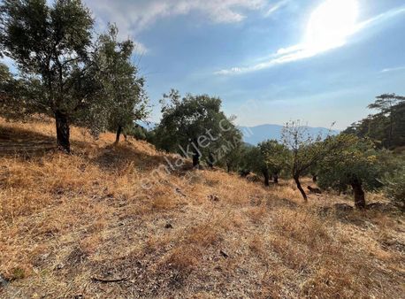 Arazi Uzmanından Milas Akçalı'da 330m2 Satılık Zeytinlik