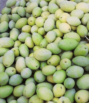 Manisa Şehzadeler Karaoğlanlı Mah. Satılık Süper Zeytin Bahçesi