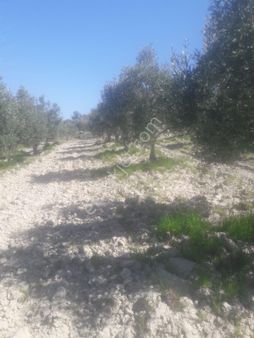 Saruhanlı Gözlette 4050m2 Tek Tapu Zeytinlik