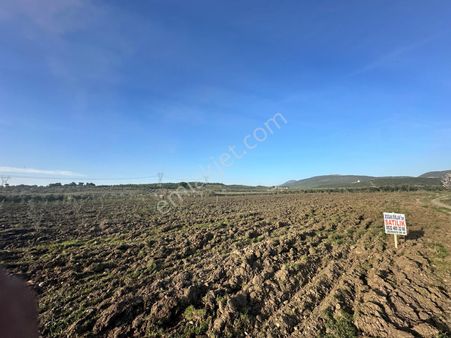Soma Büyükışıklar Köyünde Satılık Tarla