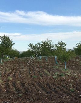 Malatya Kuluncak Kızılhisar Köyü 1850 Rakım 100 Dönüm Kayısı Bahçesi Canay Gayrimenkulden