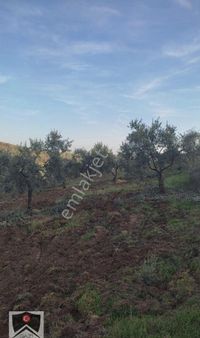 Manisa Demirci Kılavuzlar Köyünde 756;98 M2 Mustakil Tapulu Zeytinliğimiz Yeni Sahibini Bekliyor