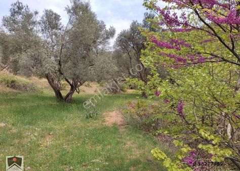 İzmir Bergama Durmuşlar Mah 500 M2 Zeytinli Hobi Bahçesi Alıcısını Bekler