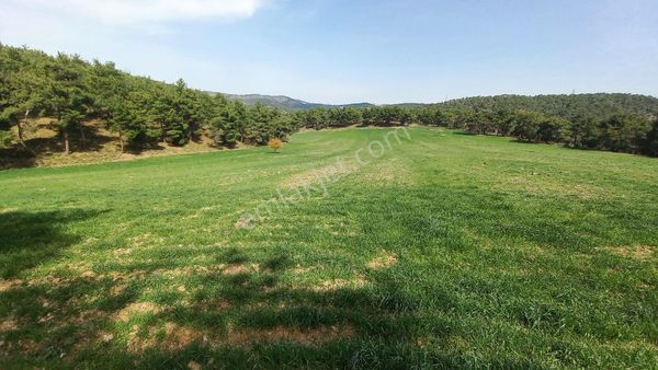 Menderes Çayına 50m Toplu Ulaşıma 200m Mesafede Satılık Tarla