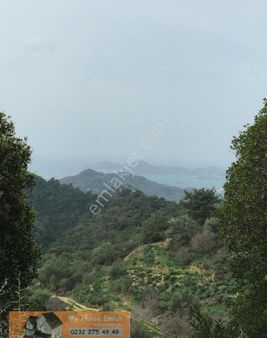 Muğla Bodrum Dağbelen Köyüne Yakın Satılık Zeytinli Tarla