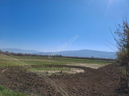 Aydın/sultanhisar Satılık Tarla