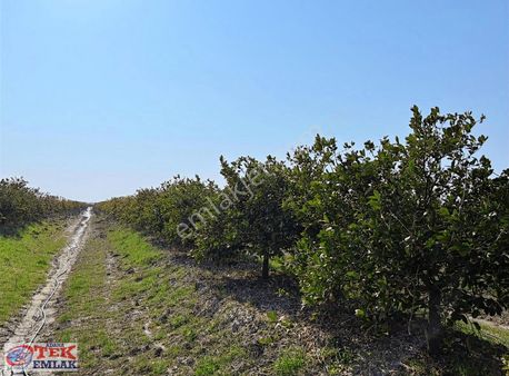 Karataş Yemişlide Yatırımlık 32.500 M² Satılık Tarla