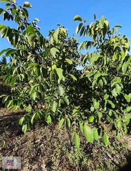 Mersin Erdemli Büyük Sorgun Satılık Ceviz Bahçesi