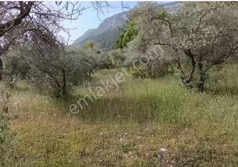 Muğla Menteşe Yaraş'ta Köy İçinde İmarlı 1228 M2 Arsa Ve Kargır ev Satılık.   