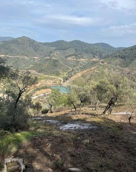İzmir Bayındır Ergenli Satılık Baraj Kenarı Zeytinlik