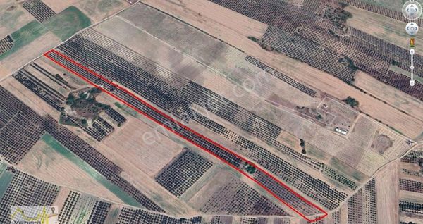 Karacebey İsmetpaşa Mahalesinde Satılık Bakımlı Zeytinlik