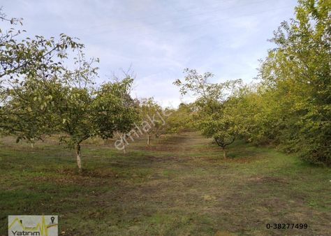 İnegöl Konurlar Mahallesinde Mücavir Alan Sınırında Satılık Ceviz Bahçesi