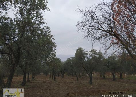 Bursa Karacabey Çavuş Mahallesinde 1550 M2 Satılık Arazi