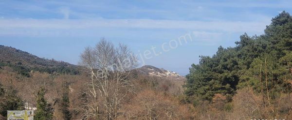 Erdek Çayağzı Mahallesinde 3.612 M2 Satılık Zeytinlik