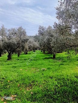 Umurbey,muratoba Asvaltı Ve Dere, Kenarında 5066m2 Düz Zeytinlik