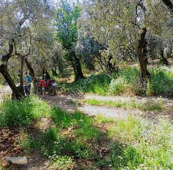 Umurbeyde 1919m2 İmara 1200m.düz.otomobil Gider