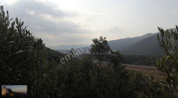 Alpaslan Dan 3630m2 Verimli 130 Zeytin 6 İncir 2 Kiraz