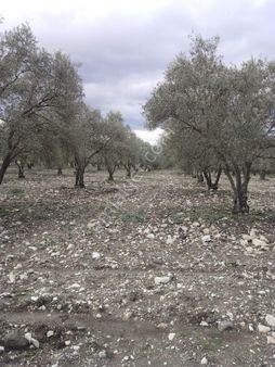 Manisa Saruhanlı Bahadır Mahallesi Satılık Zeytinli Tarla