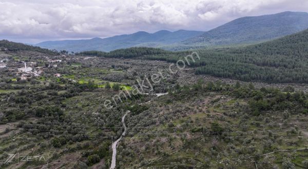 Zeta - Çiftlik'te Asfalt Yola Cepheli 3.596 M2 Satılık Zeytinlik