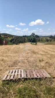 Milas Balcılarda Satılık Zeytinli Tarla