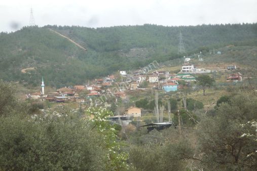 İzmir Torbalı Gold Emlaktan Satılık Zeytinlik
