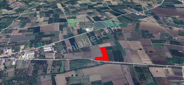 Roma, Dan Deydinlerde Yola Cephe Satılık Meyve Bahçesi