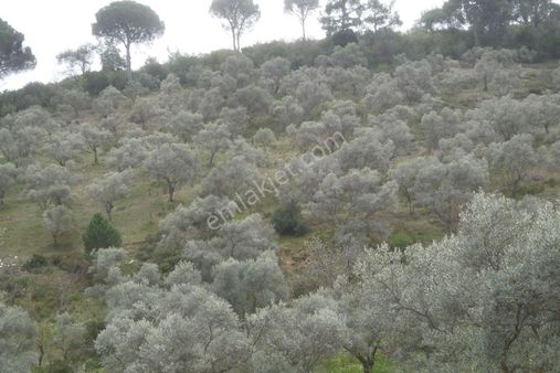 İzmir Torbalı Gold Emlaktan Satılık Zeytinlik