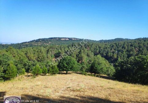 Balıkesir Havran Küçükşapçıda Kelepir 18.603m2 Müstakil Arazi