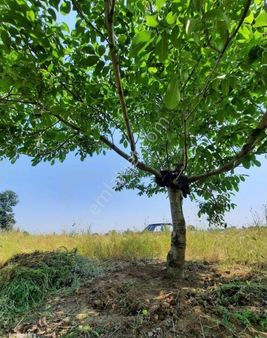 Susurluk Göbel Mahallesinde İçerisinde 145 Adet 15 Yaşında Ceviz Ağacı Bulunan Satılık Bahçe