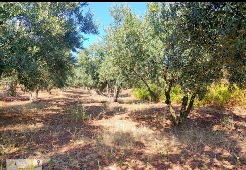 Bandırma Edincik Mahallesinde 830m2 İçerisine Bungalov Ve Tiny House Yapına Uygun