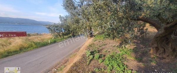 Bandırma Edincik Mahallesinde Denize Sıfır Tiny House Bungolov İçin Uygun Satılık Zeytinlik