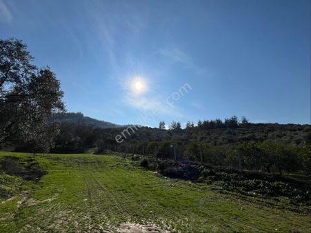 Aydın Denizli Otobanı Dibinde Satılık 18 Dönüm Yatırımlık Bahçe