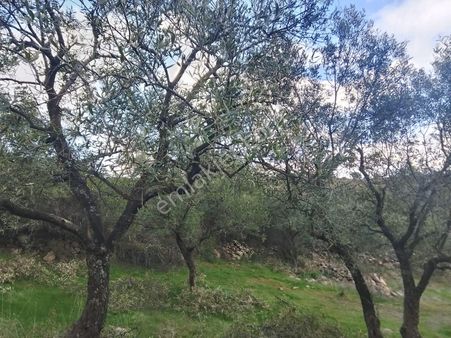 Manisa Kara Kılınçlıda İçinde 170 Adet Zeytin Bulunan Uygun Fiyatlı Yatırımlık Arazi