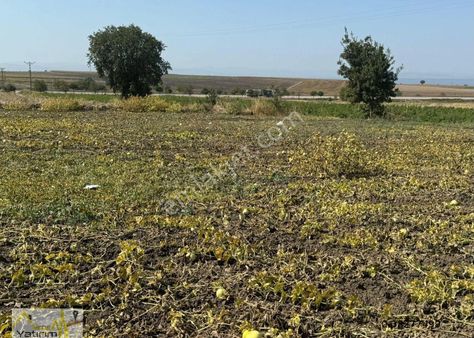 Bandırma Yeşilçomlu Mah. Asfalta Bir Parsel Satılık Arazi