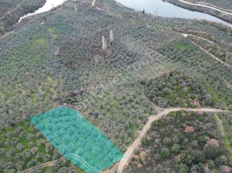 Kumla Konak Emlak”tan Satılık Zeytinlik