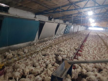 Çanakkale Biga Dereköyde Satılık Tavuk Çiftliği