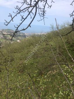 Trabzon Karlık Satılık Deniz Manzaralı 5.250 M2 Fındık Bahçesi