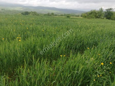 Çanakkale Çan Bozguçlar Köyünde Satılık Tarla