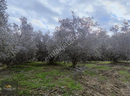 Yıldırım Yapı Gayrimenkul'den Satılık Zeytinlik&hobi Bahçesi
