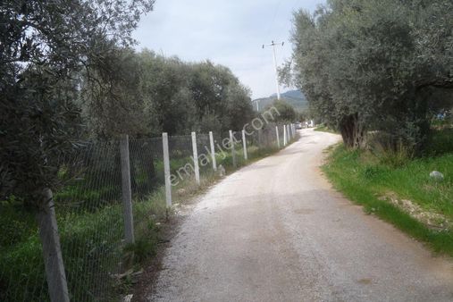 İzmir Torbalı Gold Emlaktan Satılık Tarla Ve Zeytinlik