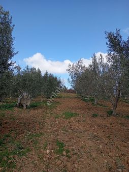 Elit Emlak'tan Bergama Koyunelinde Satılık Zeytinlik