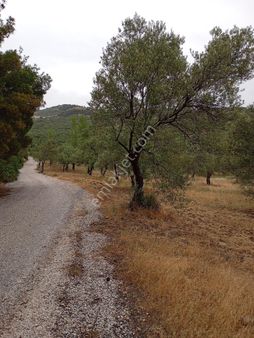 Elit Emlak'tan Satılık Aliağa Yenişakranda Zeytinlik