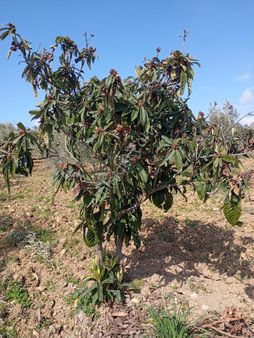 Elit Emlak'tan Satılık Bergama Ferizlerde Zeytinlik